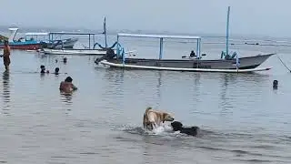 Dogs bathing in the beach 🐶🌊 / Dogs playing
