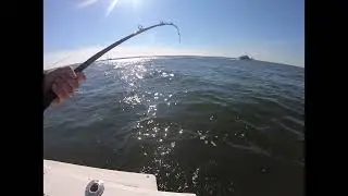 Gray Fishtag Research Striped Bass, Tom Donnelly 11-6-21
