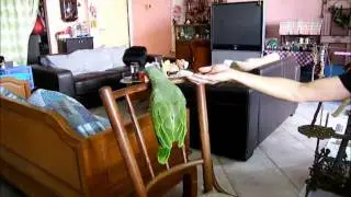 Fetch coin trick (Part 2) - JJ the Orange-Winged Amazon Parrot
