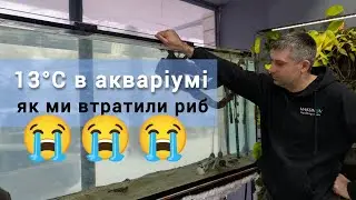 Ми мало не втратили всіх риб! Критичне охолодження акваріума