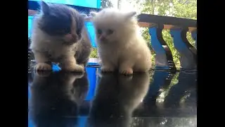 My Two Little Kittens | Faiz Anvar | Stepping Stones