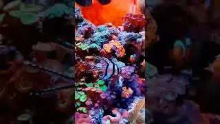 banggai cardinal fish aka capungan ambon #reef #nanoreeftank #reeftank #cardinals #fish