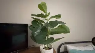 Honest Review of BesameNature Faux Fiddle Fig Plant