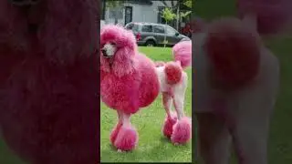 Bluey real life characters ❤️✨️