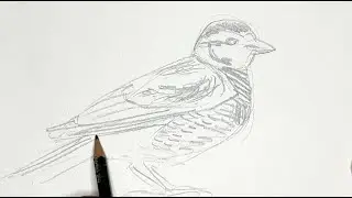 Artist Wildlife Research Tag-along: Stock Tank Bird Survey