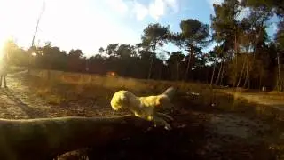 A Dog in the forests, With the GoPro HD Hero.