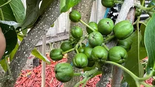 How my 6 WHITE SAPOTE trees in ground going 🇦🇺💥(EP420)