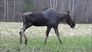 A MOOSE CAME KNOCKING AT MY TURKEY BLIND !!