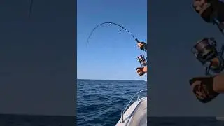 como pescar peces grandes sin partir la ca&ntilde;a #pesca #fishing #tuna