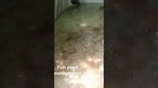 fish production