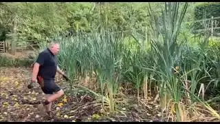 Dry ponds: removing bulrushes
