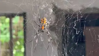 Spider |Asian Hermit Spider and Web | poisonous ☠️ Spider | Nephilengys malabarensis