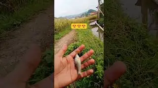 Ditarik ikan wader babon 😱 #mancing #microfhising #fishing