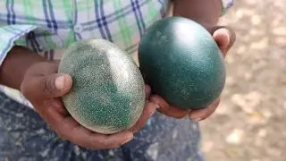 Egg curry Recipe - Emu Egg Curry - Country Foods
