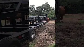 #trailer #hay #farmlife #farm #poultry