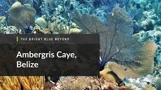 Volunteer and Intern on Ambergris Caye Island Belize | GVI