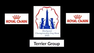 Blackpool Championship Dog Show 2021 Terrier Group Recording in full