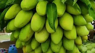 A Glance of mango fruit exhibit/Manggahan Festival 2023/May 19, 2023