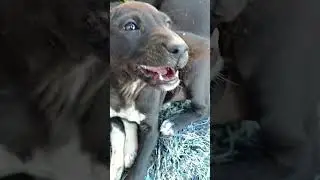 AI WITH VIEW I #TRENDING FUNNY VIDEOS #CRUISE #dog #CUTE #TIKTOK #CHINATIKTOK