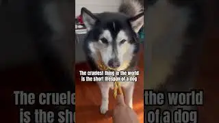 Time flies too fast for them #dogparent #huskylife #dogvideos #mansbestfriend #doglovers