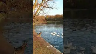 Duck Drama on the Lake: A Hilarious Tale of Feathery Hijinks