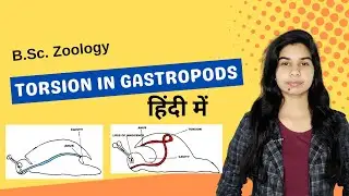 TORSION IN GASTROPODS || हिंदी में || B. Sc. || Zoology