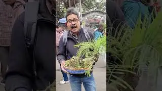 Date Palm Bonsai❤️Bonsai Lovers Must Watch#bonsai