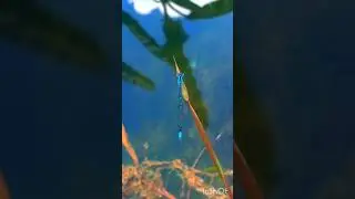 beautiful damselfly | beautiful damselfly fly 🤫💚🤏 #animals #insects #damselfly #fly #foryou