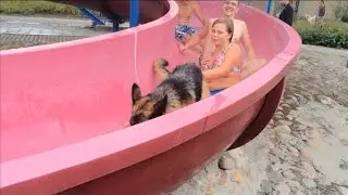 Zwemfeest voor honden in De Dolfijn in Best