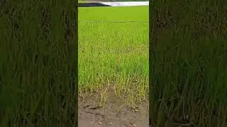 agricultural #music #love #newsong