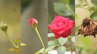 Life Cycle of ROSE {TIME-LAPSE}