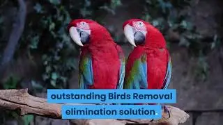Bird Removal Sydney - Modern Methods For Bird Removal In Sydney