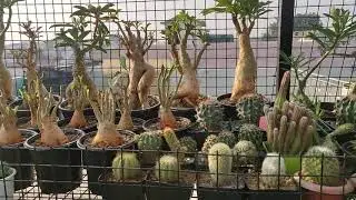 Cactus and Succulents Setup - Cactus House