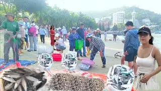 Vừa tỏa sáng gió bắt lạnh như đá mấy chú kéo lưới cá đối || lưới cá chích vào bờ bãi trước vũng tàu
