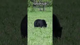 Can You Tame a Black Bear? 🐾🦴