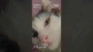 Attack on Майкл💯⚠️ #simplelife#котики#metal#rock#anime#бойцовскийклуб#братики#villagelife