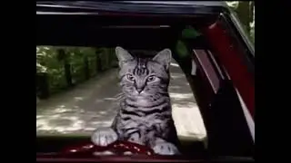 Cat Jams