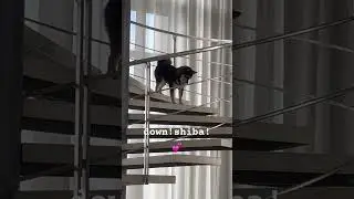 #shortsvideo #dogroutine