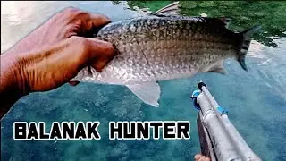 AIR GUN fishing/BALANAK HUNTER 🐟 VLOG#21