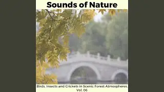 Midday Forest Harmony