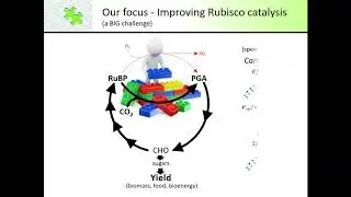 Rubisco Dreamtime