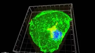 GLUT4 in an 'insulin stimulated' adipocyte