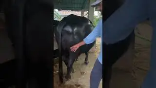 Murra buffaloes for sale #baffalo
