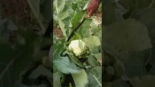 Farm Fresh Cauliflower Harvest and Packaging Process