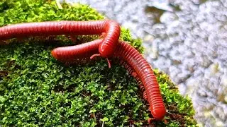 The World's Most Incredible Millipede Colony​#MillipedeColony ​#IncredibleInsects