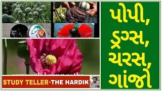 #Agriculture Opium Poppy production Opium gum #alkaloids NDPS ACT #morphine #studyteller #drugtraffi