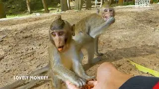 Lovely monkey Anissa and Alba lovely sister, I feed peanut for them, Anissa really like it