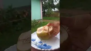 Tal -fruit 🍑