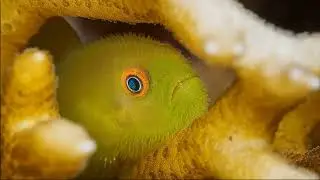 Facts: The Emerald Coral Goby