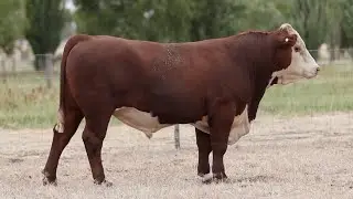 Lot 76 DAYU158 Days Whiteface 2025
